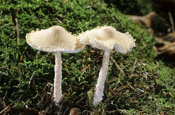 Shield Dapperling (Lepiota clypeolaria) mushroom