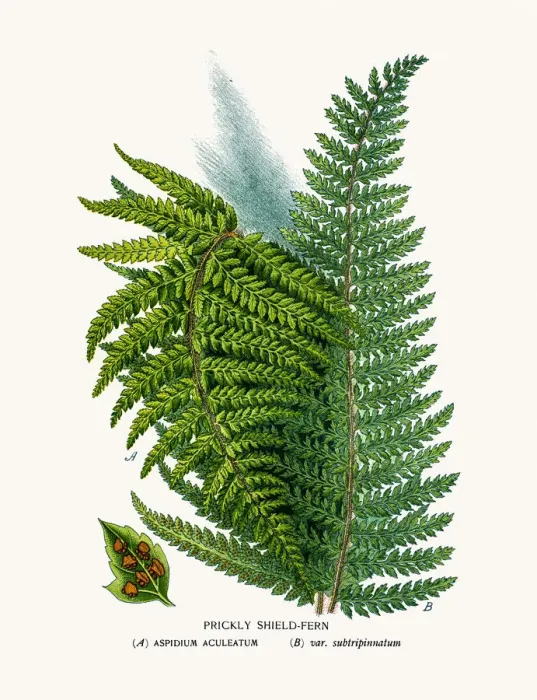 Framed Print : Shield fern Framed Print : Shield fern