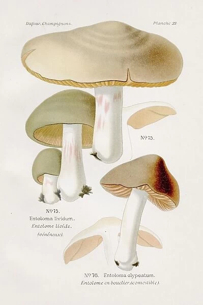 Shield Pinkgill mushroom 1891