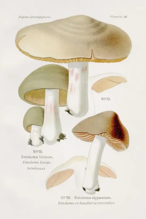 Framed Print : Shield Pinkgill mushroom 1891