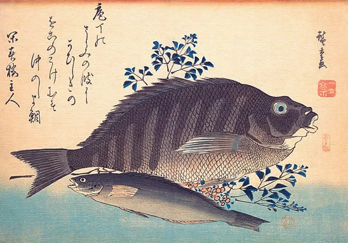 Framed Print : Shimadai and Ainame Fish Framed Print : Shimadai and Ainame Fish