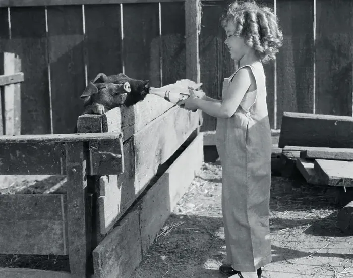 Framed Print : Shirley Temple Feeding a Pig Framed Print : Shirley Temple Feeding a Pig