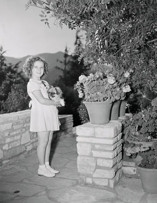 Framed Print : Shirley Temple Holding a Dog Framed Print : Shirley Temple Holding a Dog