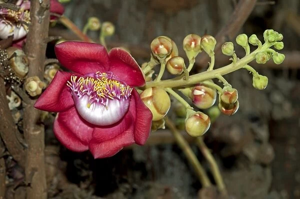 Shivalinga Flower, Ayahuma or Cannonball Tree -Couroupita guianensis-, Lecythidaceae, Royal Palace, Phnom Penh, Cambodia, Southeast Asia