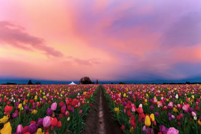 Framed Print : Shoe Tulip farm Framed Print : Shoe Tulip farm