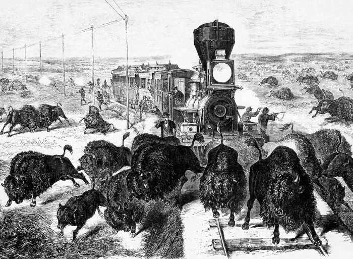 Framed Print : Shooting Buffalo On Line Of Railroad Framed Print : Shooting Buffalo On Line Of Railroad