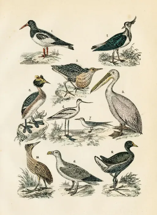 Framed Print : Shore Birds: avocet, oystercatcher, pelican, lapwing, ruff, tern engraving 1872 Framed Print : Shore Birds: avocet, oystercatcher, pelican, lapwing, ruff, tern engraving 1872