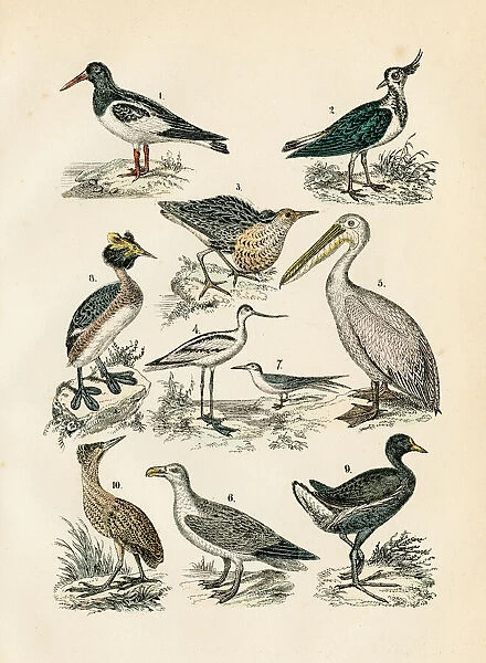 Shore Birds: avocet, oystercatcher, pelican, lapwing, ruff, tern engraving 1872