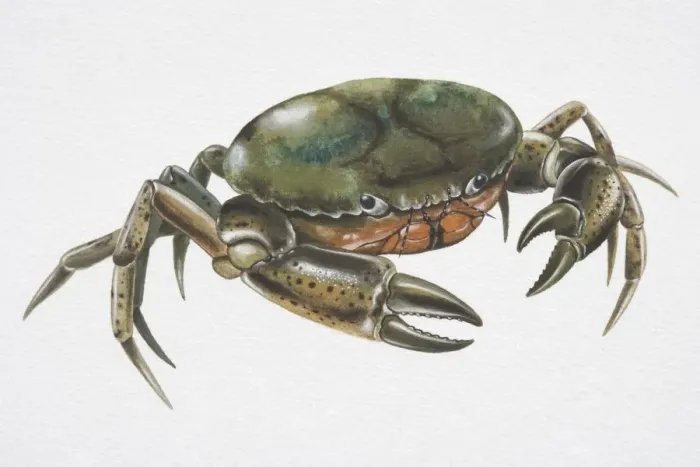 Framed Print : Shore Crab (Carcinus maenas) with deep green carapace Framed Print : Shore Crab (Carcinus maenas) with deep green carapace