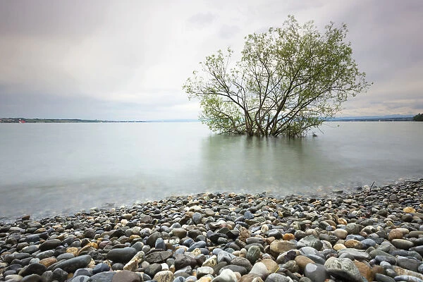 Shore during high waters at Hoernle, Lake Constance, Konstanz, Baden-Wurttemberg, Germany