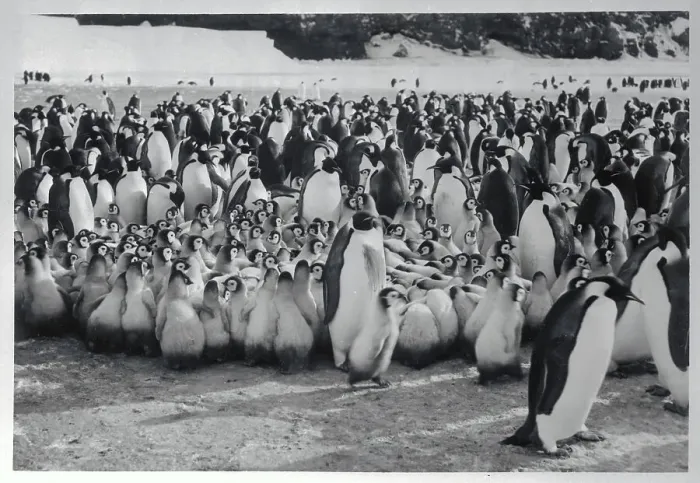 Framed Print : Shore Full of Penguins
