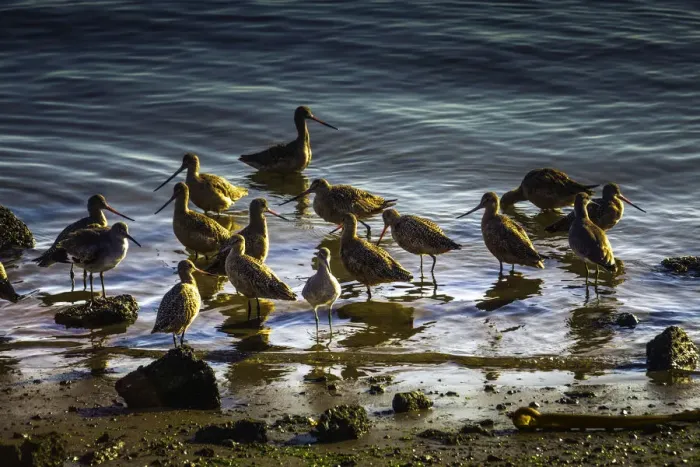 Framed Print : Shorebirds