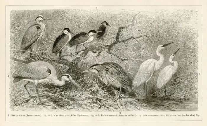 Framed Print : Shorebirds engraving 1896 Framed Print : Shorebirds engraving 1896