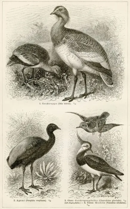 Framed Print : Shorebirds engraving 1896 Framed Print : Shorebirds engraving 1896