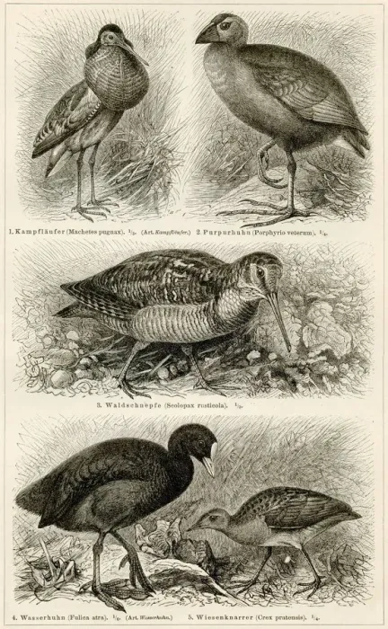 Framed Print : Shorebirds engraving 1896 Framed Print : Shorebirds engraving 1896