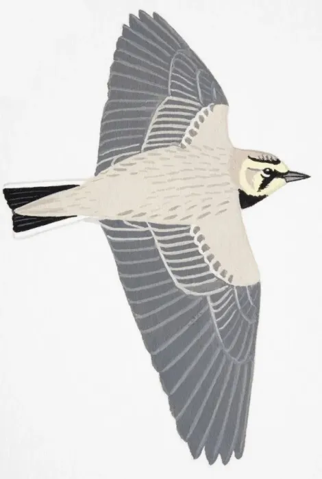 Framed Print : Shorelark, Horned Lark (Eremophila alpestris), adult