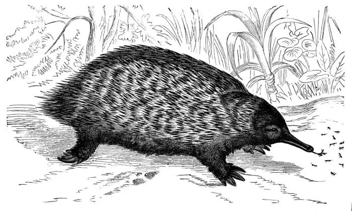 Framed Print : Short-beaked echidna (Tachyglossus aculeatus) Framed Print : Short-beaked echidna (Tachyglossus aculeatus)