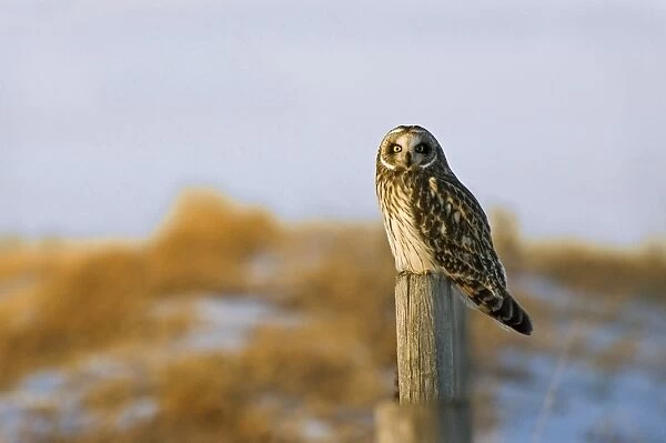 Short-eared owl, Alberta, Canada