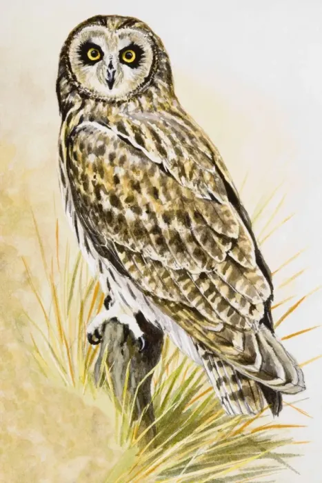 Framed Print : Short-eared owl (Asio flammeus), perching on a branch, facing forward Framed Print : Short-eared owl (Asio flammeus), perching on a branch, facing forward