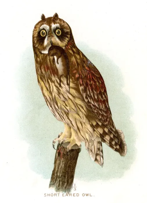 Framed Print : Short eared owl lithograph 1897 Framed Print : Short eared owl lithograph 1897