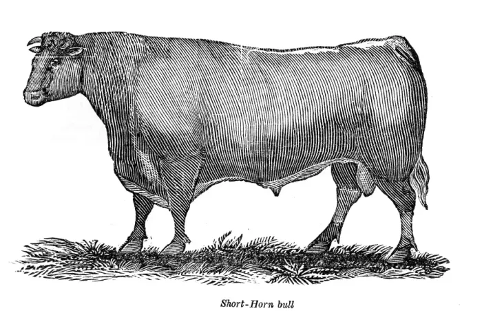 Framed Print : The Short horn bull 1841 Framed Print : The Short horn bull 1841