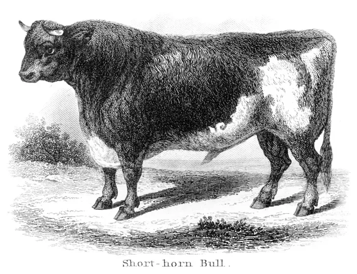 Framed Print : Short-horn bull engraving 1873 Framed Print : Short-horn bull engraving 1873