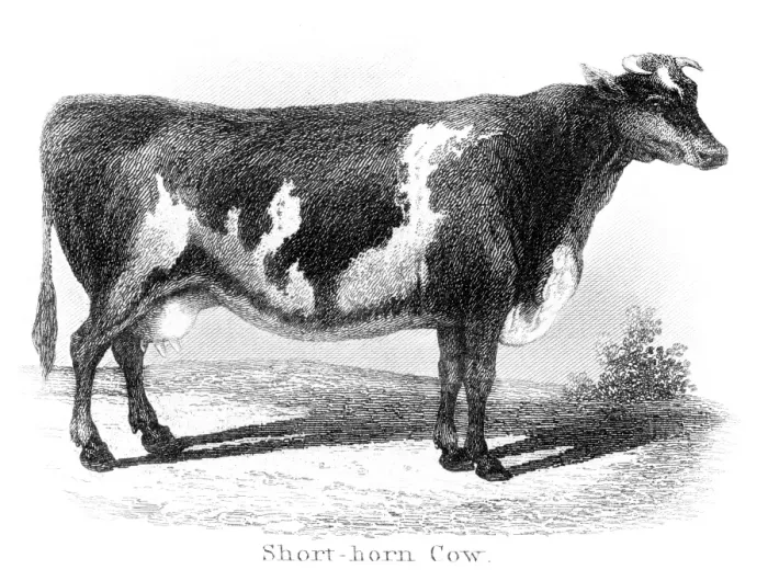 Framed Print : Short-horn cow engraving 1873 Framed Print : Short-horn cow engraving 1873