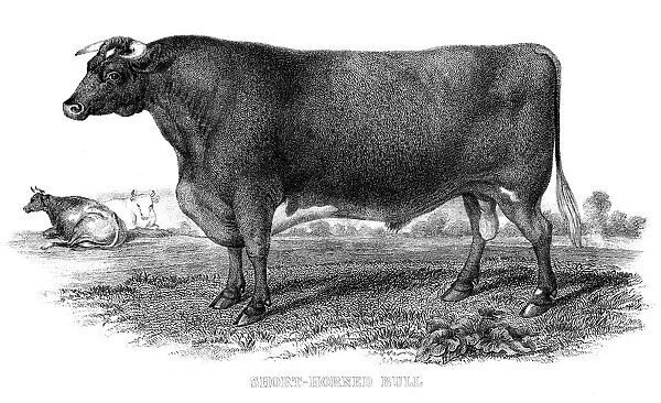 Short horned bull engraving 1878