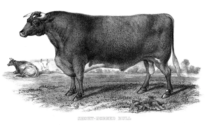 Framed Print : Short horned bull engraving 1878 Framed Print : Short horned bull engraving 1878