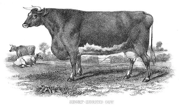 Short horned cow engraving 1878