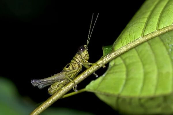 Short-horned grasshopper -Caelifera spec. -, Tiputini rainforest, Yasuni National Park, Ecuador, South America