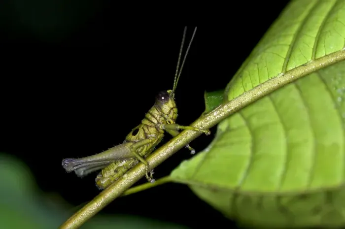 Framed Print : Short-horned grasshopper -Caelifera spec. -, Tiputini rainforest, Yasuni National Park, Ecuador, South America Framed Print : Short-horned grasshopper -Caelifera spec. -, Tiputini rainforest, Yasuni National Park, Ecuador, South America