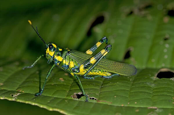 Short-horned grasshopper -Chromacris sp. -, Tiputini rain forest, Yasuni National Park, Ecuador, South America