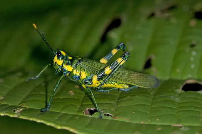 Framed Print : Short-horned grasshopper -Chromacris sp. -, Tiputini rain forest, Yasuni National Park, Ecuador, South America