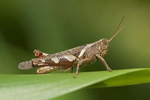 Short-horned Grasshopper -Xenocatantops humilis-, Thailand, Asia