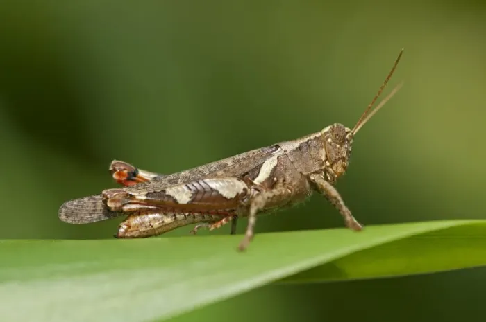 Framed Print : Short-horned Grasshopper -Xenocatantops humilis-, Thailand, Asia Framed Print : Short-horned Grasshopper -Xenocatantops humilis-, Thailand, Asia