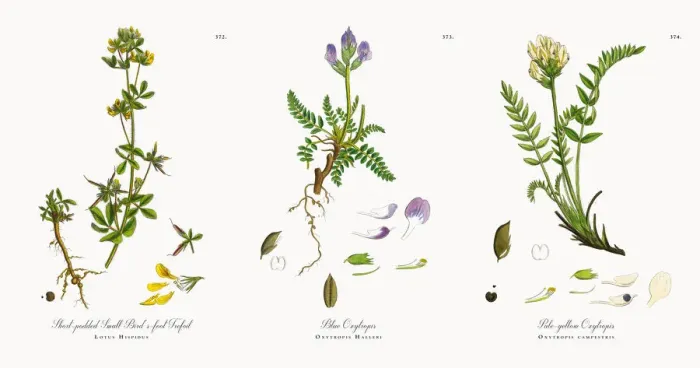 Framed Print : Short-podded Small Birdas-foot Trefoil, Lotus Hispidus, Victorian Botanical Illustration, 1863 Framed Print : Short-podded Small Birdas-foot Trefoil, Lotus Hispidus, Victorian Botanical Illustration, 1863