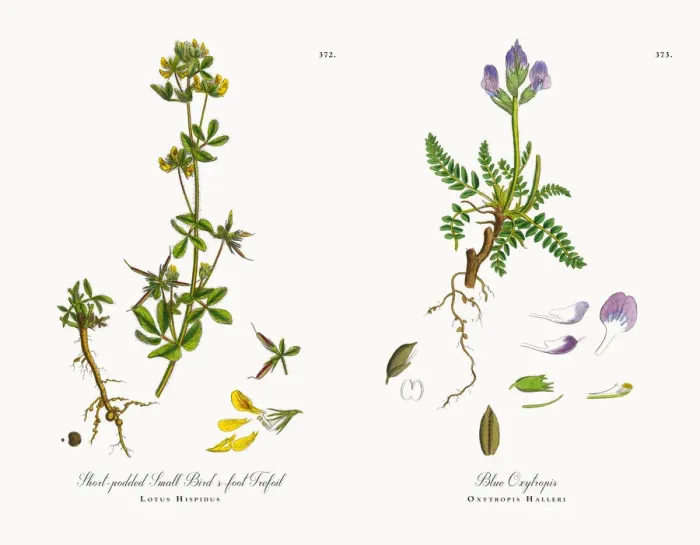 Framed Print : Short-podded Small Birdas-foot Trefoil, Lotus Hispidus, Victorian Botanical Illustration, 1863 Framed Print : Short-podded Small Birdas-foot Trefoil, Lotus Hispidus, Victorian Botanical Illustration, 1863