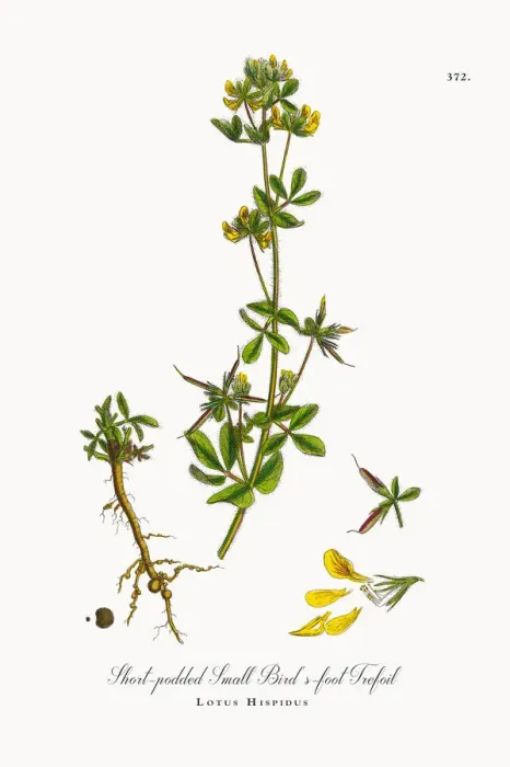 Framed Print : Short-podded Small Birdas-foot Trefoil, Lotus Hispidus, Victorian Botanical Illustration, 1863 Framed Print : Short-podded Small Birdas-foot Trefoil, Lotus Hispidus, Victorian Botanical Illustration, 1863