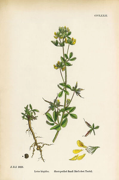Short-podded Small Birdas-foot Trefoil, Lotus Hispidus, Victorian Botanical Illustration, 1863