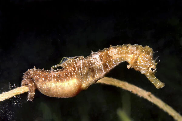 Short-snouted Seahorse -Hippocampus hippocampus-, male with eggs, Black Sea, Crimea, Ukraine