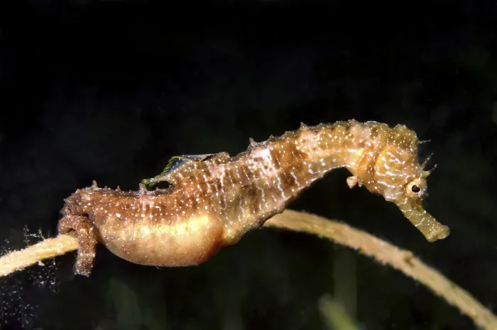 Framed Print : Short-snouted Seahorse -Hippocampus hippocampus-, male with eggs, Black Sea, Crimea, Ukraine Framed Print : Short-snouted Seahorse -Hippocampus hippocampus-, male with eggs, Black Sea, Crimea, Ukraine