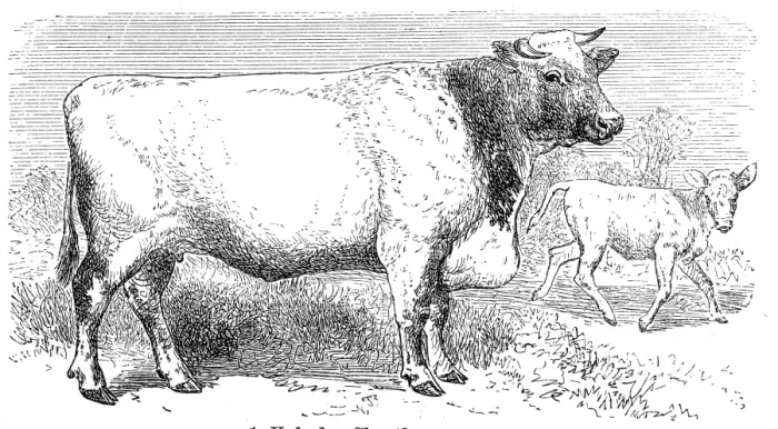 Framed Print : Shorthorn breed