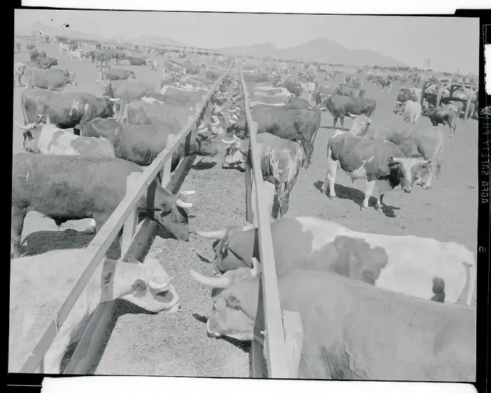 Framed Print : Shot of Cattle Feeding System Framed Print : Shot of Cattle Feeding System