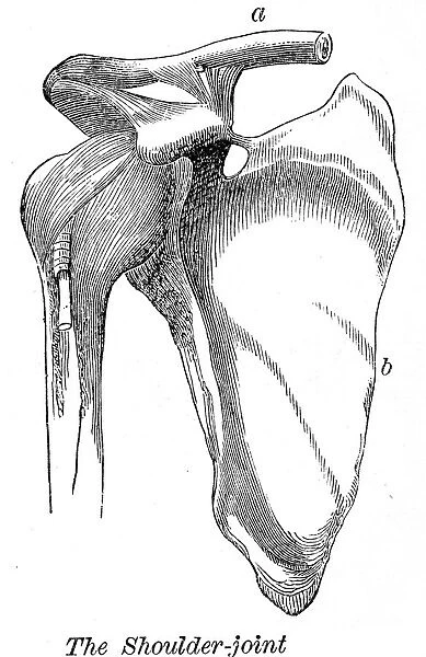 The shoulder joint engraving anatomy 1872