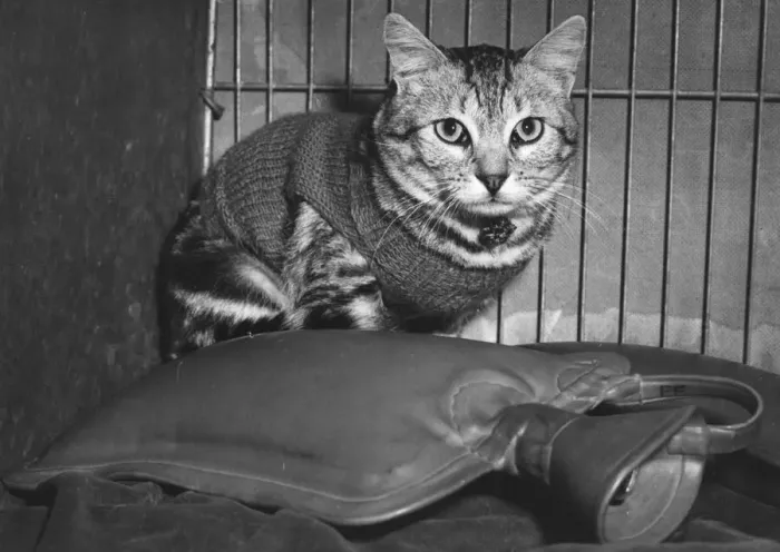 Framed Print : Showcat. 10th November 1954: Bellever Calchas Dasheux, a showcat bred by M Framed Print : Showcat. 10th November 1954: Bellever Calchas Dasheux, a showcat bred by M