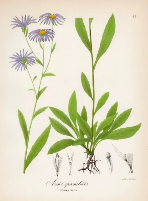 Framed Print : Showy aster botanical engraving 1843 Framed Print : Showy aster botanical engraving 1843