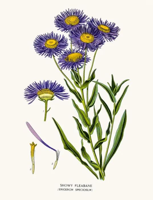 Framed Print : Showy flebane aster Framed Print : Showy flebane aster