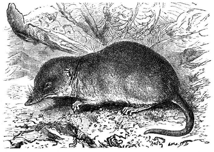 Framed Print : Shrew (Sorex vulgaris) Framed Print : Shrew (Sorex vulgaris)