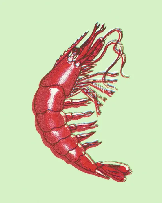 Framed Print : Shrimp. http: / / csaimages.com / images / istockprofile / csa_vector_dsp.jpg Framed Print : Shrimp. http: / / csaimages.com / images / istockprofile / csa_vector_dsp.jpg